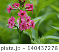 山野草・クリンソウ(入笠山) 140437278