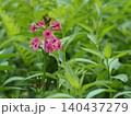 山野草・クリンソウ(入笠山) 140437279