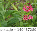 山野草・クリンソウ(入笠山) 140437280