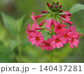 山野草・クリンソウ(入笠山) 140437281