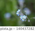 山野草・勿忘草(入笠山) 140437282
