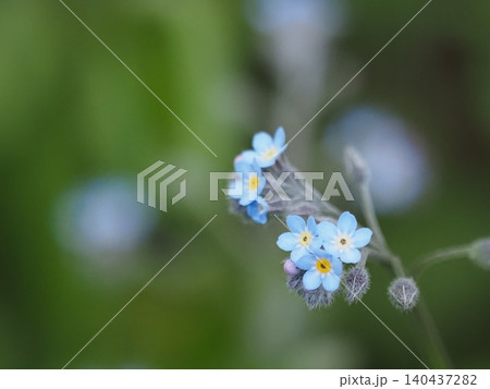山野草・勿忘草(入笠山) 山野草・勿忘草(入笠山) 140437282