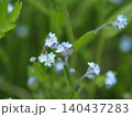 山野草・勿忘草(入笠山) 140437283