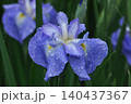 花菖蒲　ハナショウブ　花しょうぶ　はなしょうぶ　雨露 140437367
