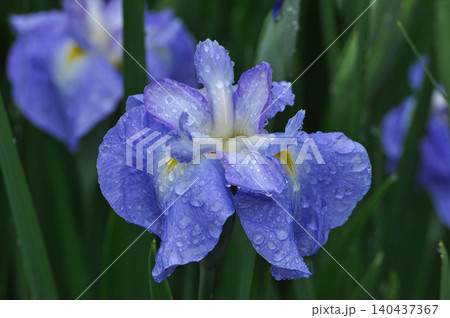 花菖蒲　ハナショウブ　花しょうぶ　はなしょうぶ　雨露 140437367
