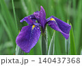 花菖蒲　ハナショウブ　花しょうぶ　はなしょうぶ　雨露 140437368