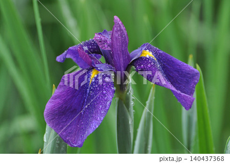 花菖蒲 ハナショウブ 花しょうぶ はなしょうぶ 雨露 花菖蒲 ハナショウブ 花しょうぶ はなしょうぶ 雨露 140437368