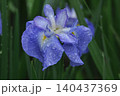 花菖蒲　ハナショウブ　花しょうぶ　はなしょうぶ　雨露 140437369