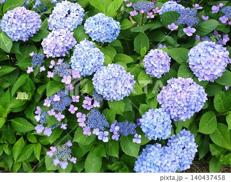 梅雨時期の花花 梅雨時期の花花 140437458