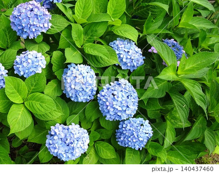 梅雨時期の花花 梅雨時期の花花 140437460