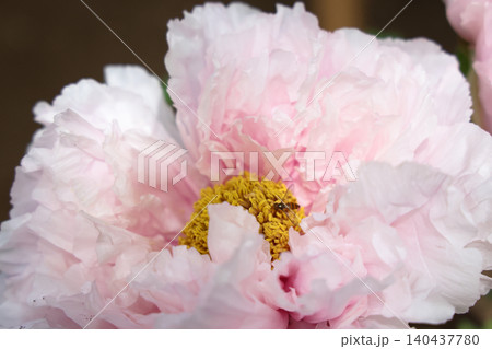 April 25 2026 Soft Pink Peony Blossom With Pollinating Insect April 25 2026 Soft Pink Peony Blossom With Pollinating Insect 140437780