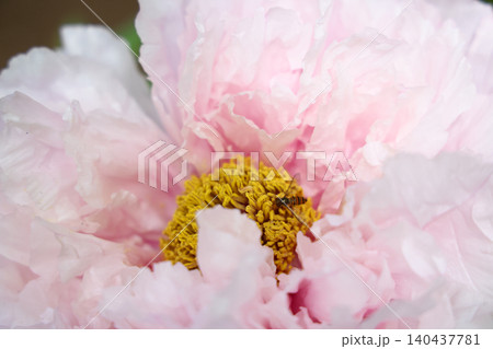 April 25 2026 Soft Pink Peony Blossom With Pollinating Insect 140437781
