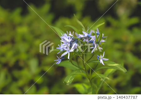 April 25 2026 Delicate Blue Wildflowers Blooming In Green Garden April 25 2026 Delicate Blue Wildflowers Blooming In Green Garden 140437787