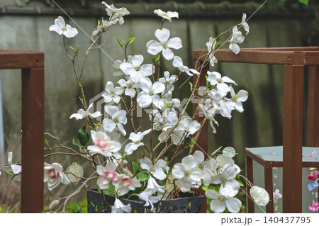 April 25 2026 White Spring Blossoms Arranged In Rustic Garden 140437795
