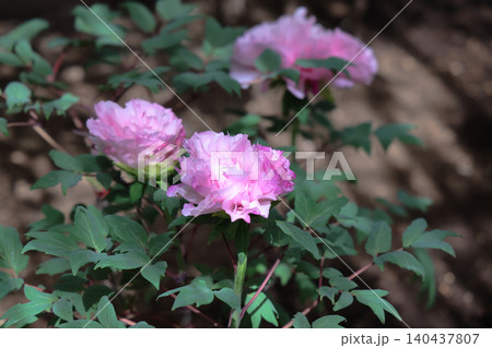 April 25 2026 Soft Pink Peony Blossom With Pollinating Insect 140437807