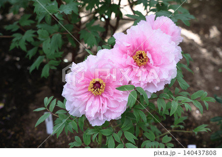 April 25 2026 Soft Pink Peony Blossom With Pollinating Insect April 25 2026 Soft Pink Peony Blossom With Pollinating Insect 140437808