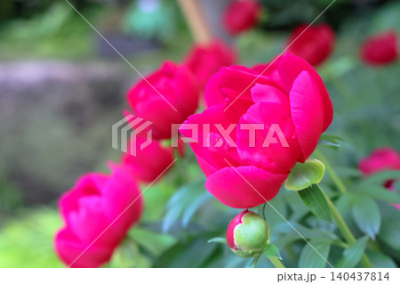 April 25 2026 Vibrant Pink Peony Flowers Blooming In Garden 140437814