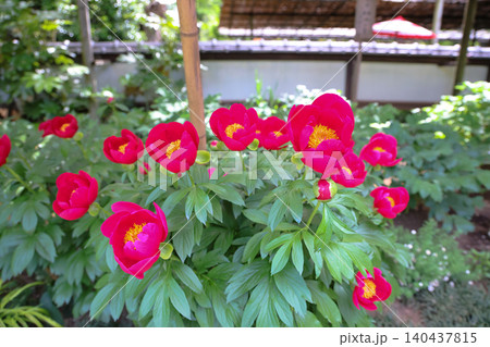April 25 2026 Vibrant Pink Peony Flowers Blooming In Garden April 25 2026 Vibrant Pink Peony Flowers Blooming In Garden 140437815