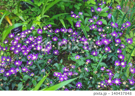 April 25 2026 Vibrant Purple Daisy Flowers Blooming In Garden April 25 2026 Vibrant Purple Daisy Flowers Blooming In Garden 140437848