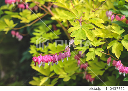 April 25 2026 Pink Bleeding Heart Flowers Hanging From Golden Green April 25 2026 Pink Bleeding Heart Flowers Hanging From Golden Green 140437862