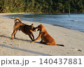 戯れ合う犬 140437881