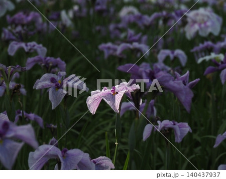 白い花菖蒲 白い花菖蒲 140437937