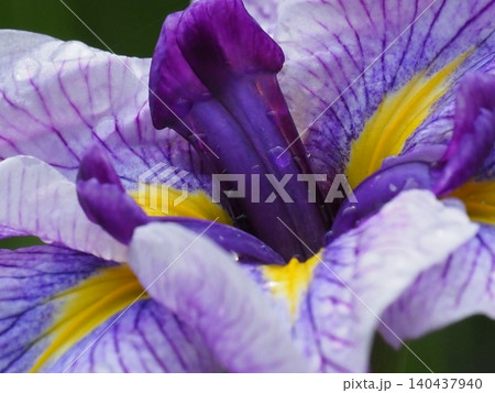 雨に濡れた花菖蒲 雨に濡れた花菖蒲 140437940