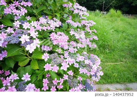 紫陽花 紫陽花 140437952
