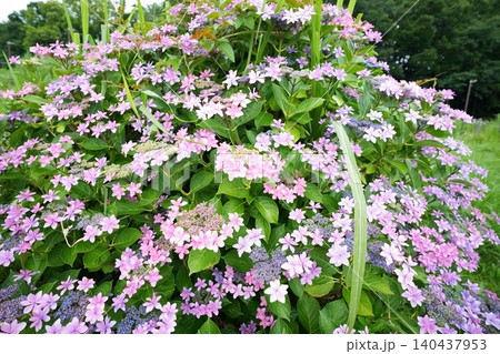紫陽花 紫陽花 140437953