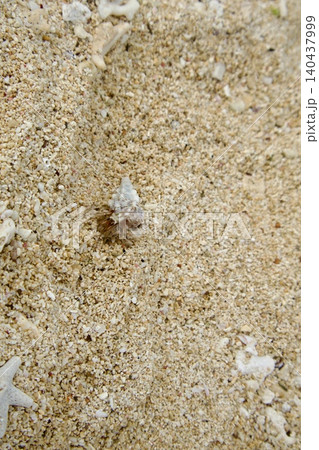砂浜を歩く野生のヤドカリ 砂浜を歩く野生のヤドカリ 140437999