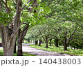 新緑の公園に続く美しい並木道と遊歩道 140438003