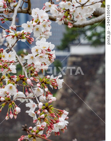 皇居の春の通り抜けと桜 皇居の春の通り抜けと桜 140438049