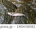 清流の岩場に横たわる釣り上げたニジマス 140438082