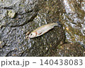 清流の岩場に横たわる釣り上げたニジマス 140438083