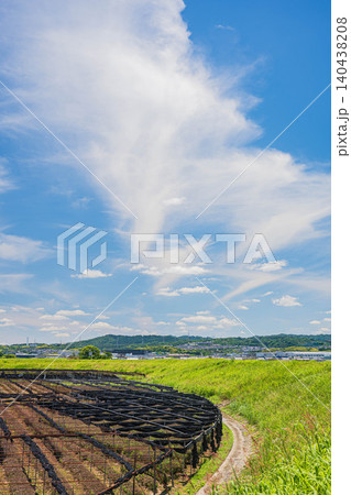 木津川河川敷の収穫を終えた茶畑 京都府八幡市 木津川河川敷の収穫を終えた茶畑 京都府八幡市 140438208