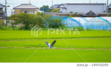 十二橋のサギ 十二橋のサギ 140438269