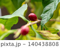 観葉植物のコーヒーの木に実った赤い実 140438808