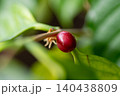 観葉植物のコーヒーの木に実った赤いコーヒーチェリー 140438809