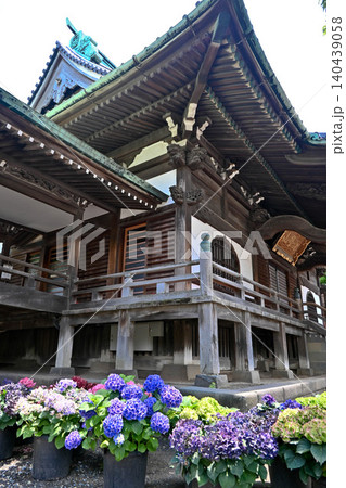 帝釈天と紫陽花 帝釈天と紫陽花 140439058