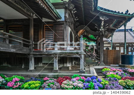 帝釈天と紫陽花 帝釈天と紫陽花 140439062