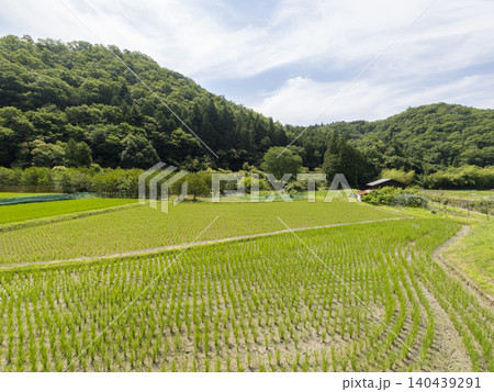 苗が植えられた水田と山の風景 140439291
