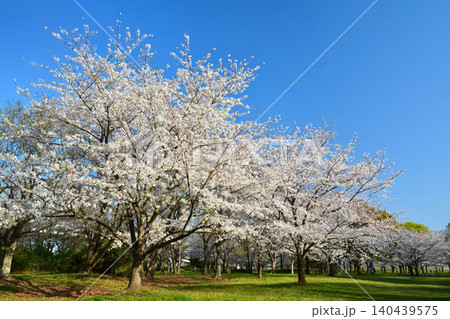 満開の桜と青空(都立舎人公園) 満開の桜と青空(都立舎人公園) 140439575