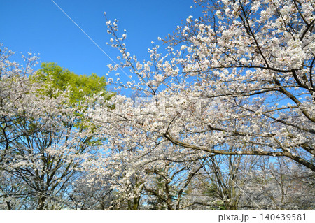 満開の桜と青空(都立舎人公園) 満開の桜と青空(都立舎人公園) 140439581