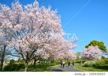 満開の桜と青空(都立舎人公園) 満開の桜と青空(都立舎人公園) 140439587