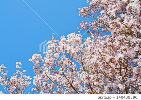 満開の桜と青空(都立舎人公園) 満開の桜と青空(都立舎人公園) 140439590