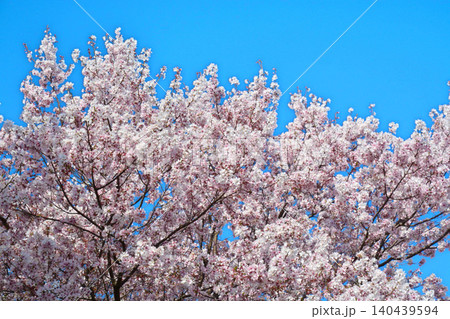 満開の桜と青空(都立舎人公園) 満開の桜と青空(都立舎人公園) 140439594