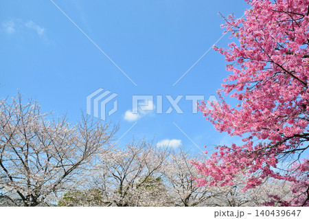 満開の桜と青空(都立舎人公園) 満開の桜と青空(都立舎人公園) 140439647
