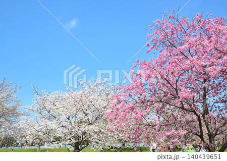 満開の桜と青空(都立舎人公園) 満開の桜と青空(都立舎人公園) 140439651