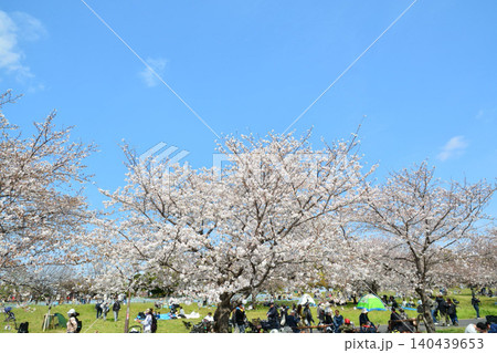 満開の桜と青空(都立舎人公園) 満開の桜と青空(都立舎人公園) 140439653