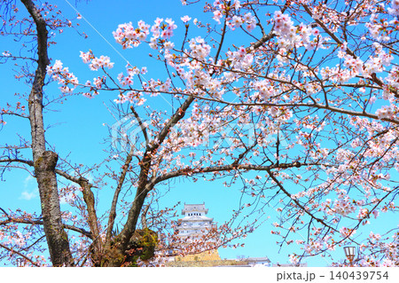 兵庫県姫路市、咲き始めの桜と姫路城の風景 兵庫県姫路市、咲き始めの桜と姫路城の風景 140439754